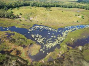 Baldy Hill, Eubenangee Swamp National Park.