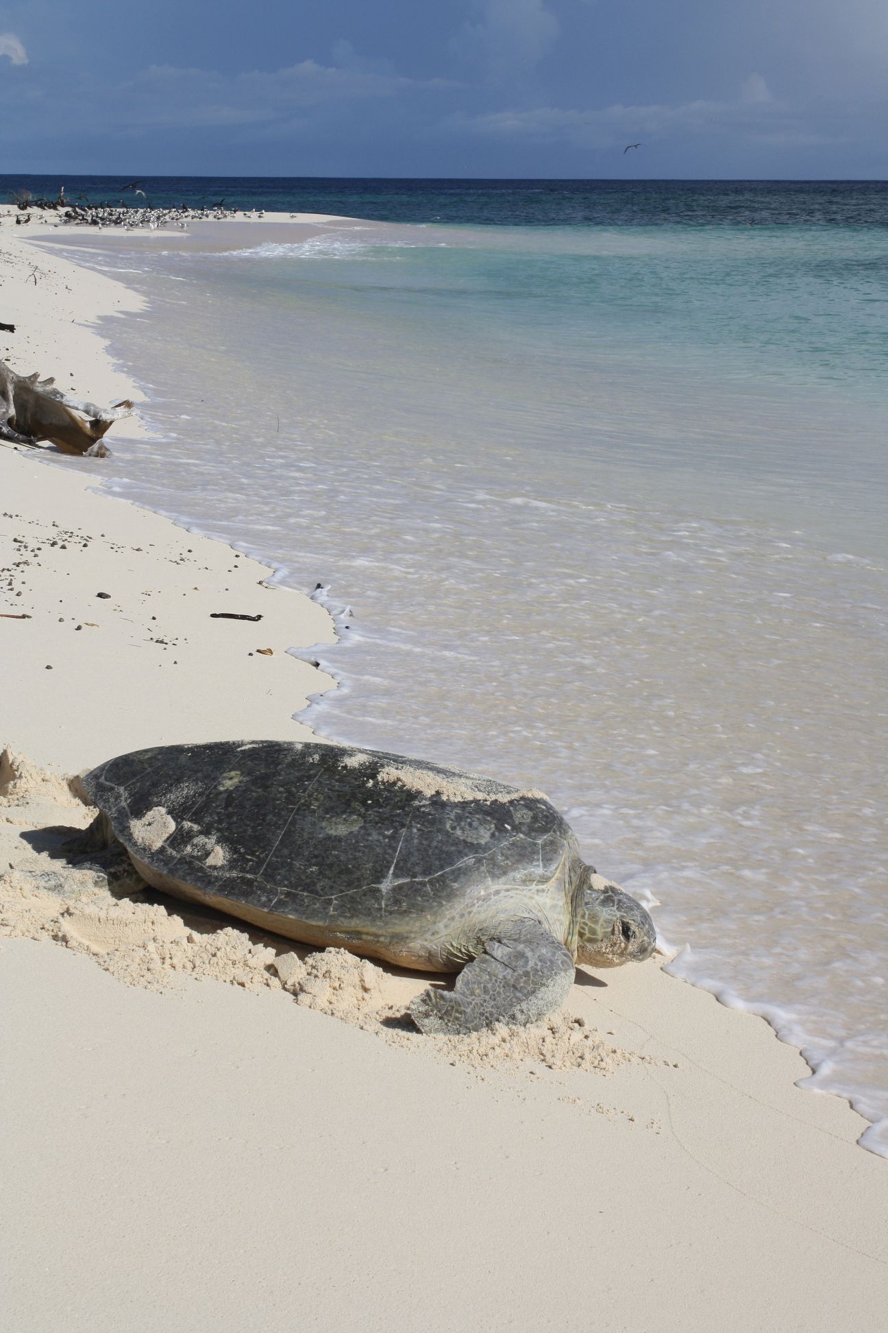 An adult green turtle on the beach making its way towards the water as gentle waves flow up towards it. 