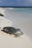 An adult green turtle on the beach making its way towards the water as gentle waves flow up towards it. 
