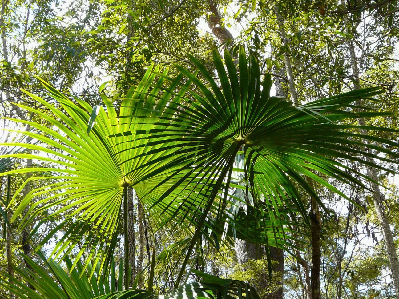 Photo of wide palm leaves from underneath