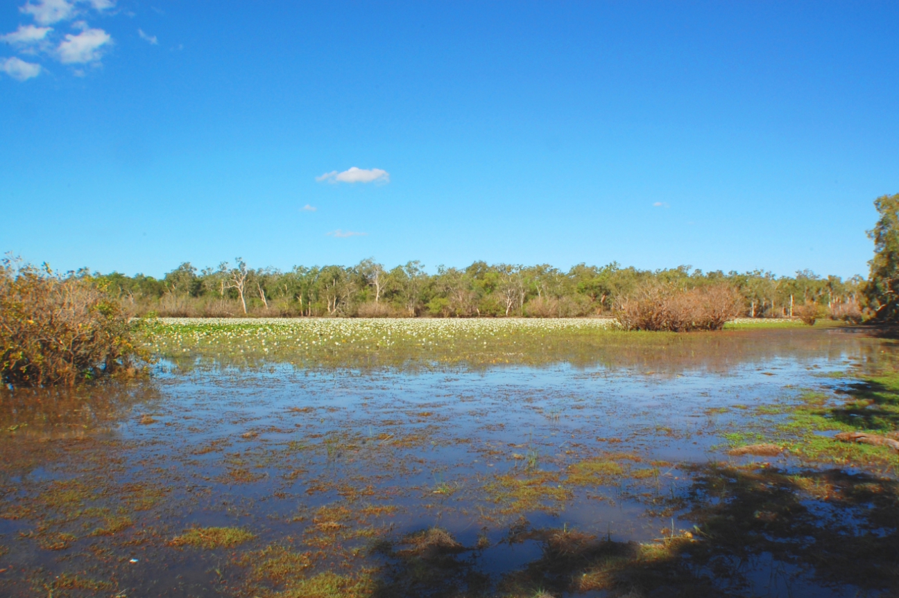 Wetland with white water lilles flowering