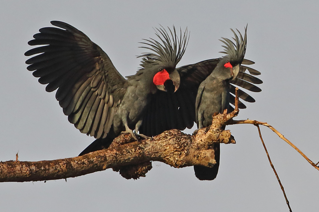 Photo of two Palm cockatoos sitting on a branch. The larger of the two has its wings spread, crest up and beak open highlighting its red cheek patches