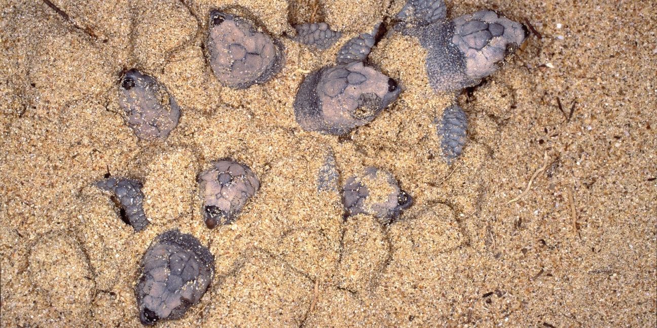 Lots of loggerhead turtle hatchlings heads popping out of the sand.