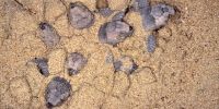 Lots of loggerhead turtle hatchlings heads popping out of the sand.