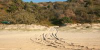 Tyre tracks on a beach leading into a gap between the sand dunes.