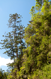 Hoop pine jutting out above the canopy.