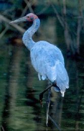 A brolga standing in a lagoon