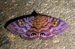 Take a close look at the Dularcha tunnel walls with a torch and you may find this colourful moth. Spiders and delicate ferns can also be found. 