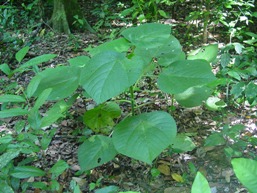 Photo of a stinging tree, which can be present along track edges in disturbed rainforest.