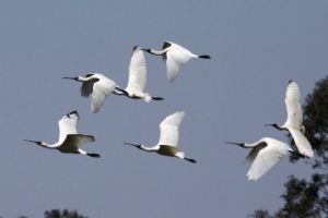 Royal spoonbills in flight. 