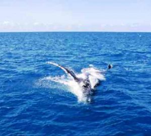Image of a humpback whale breaching.