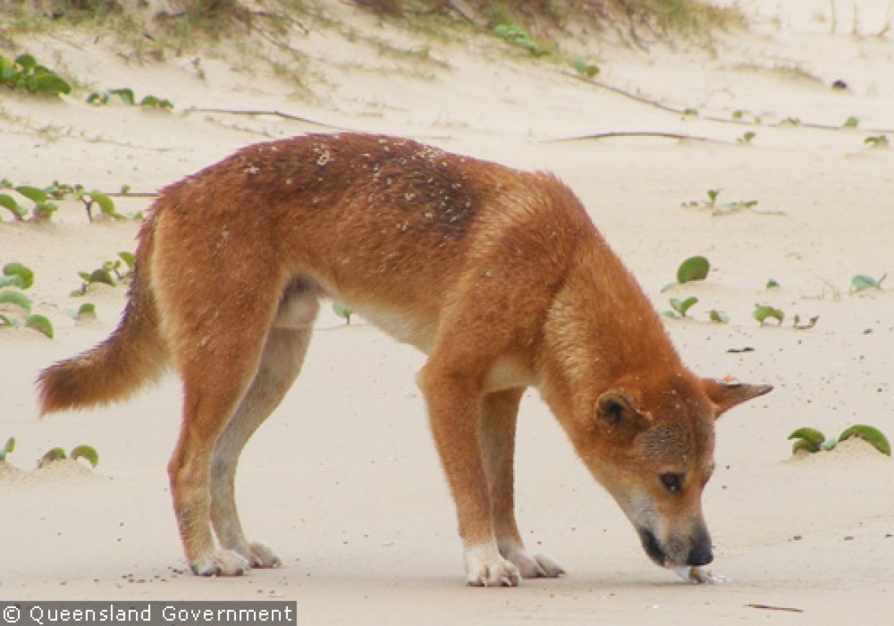 Fraser Island Dingoes