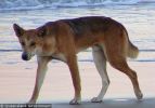 Fraser Island Dingoes
