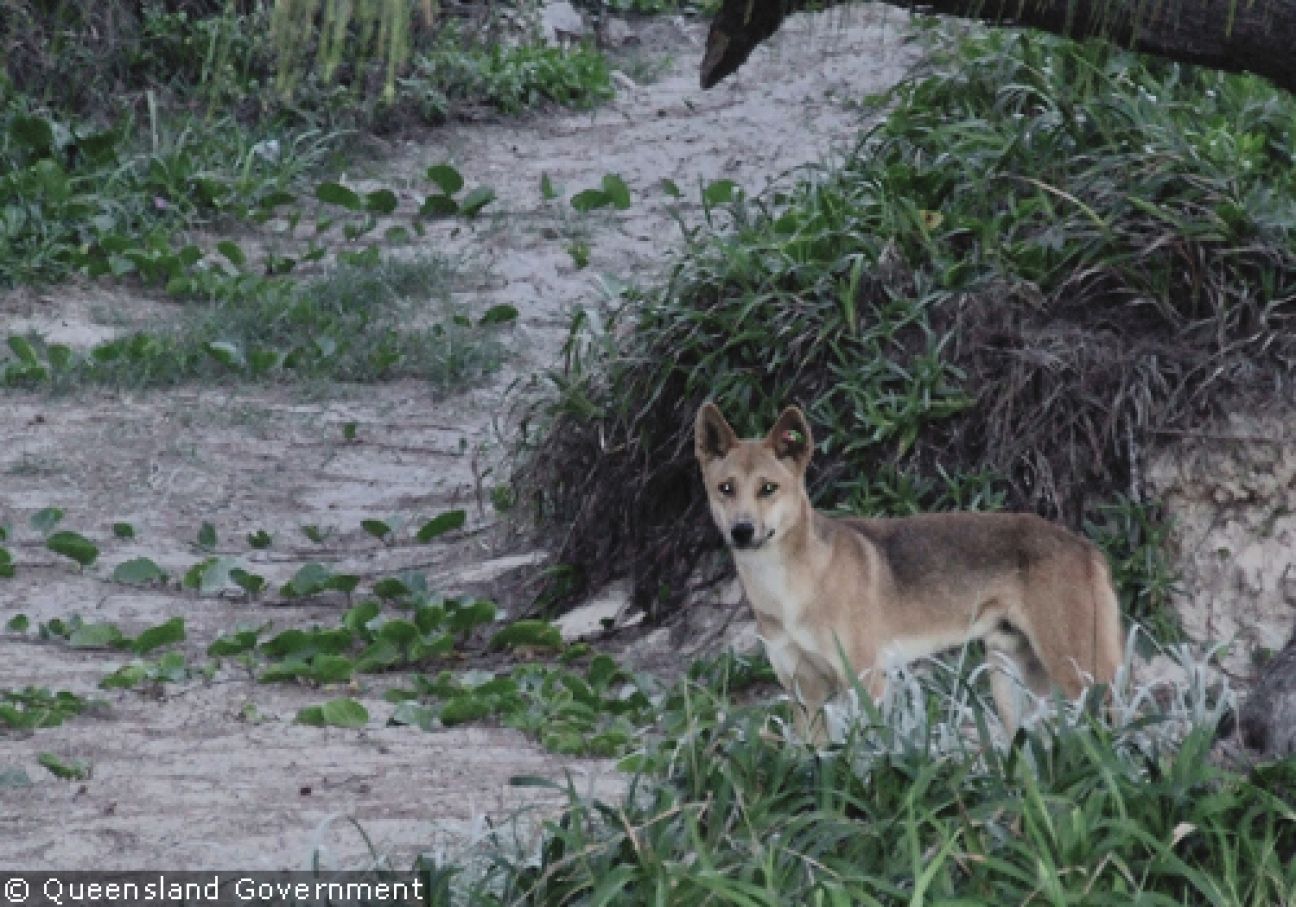 Fraser Island Dingoes