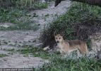 Fraser Island Dingoes