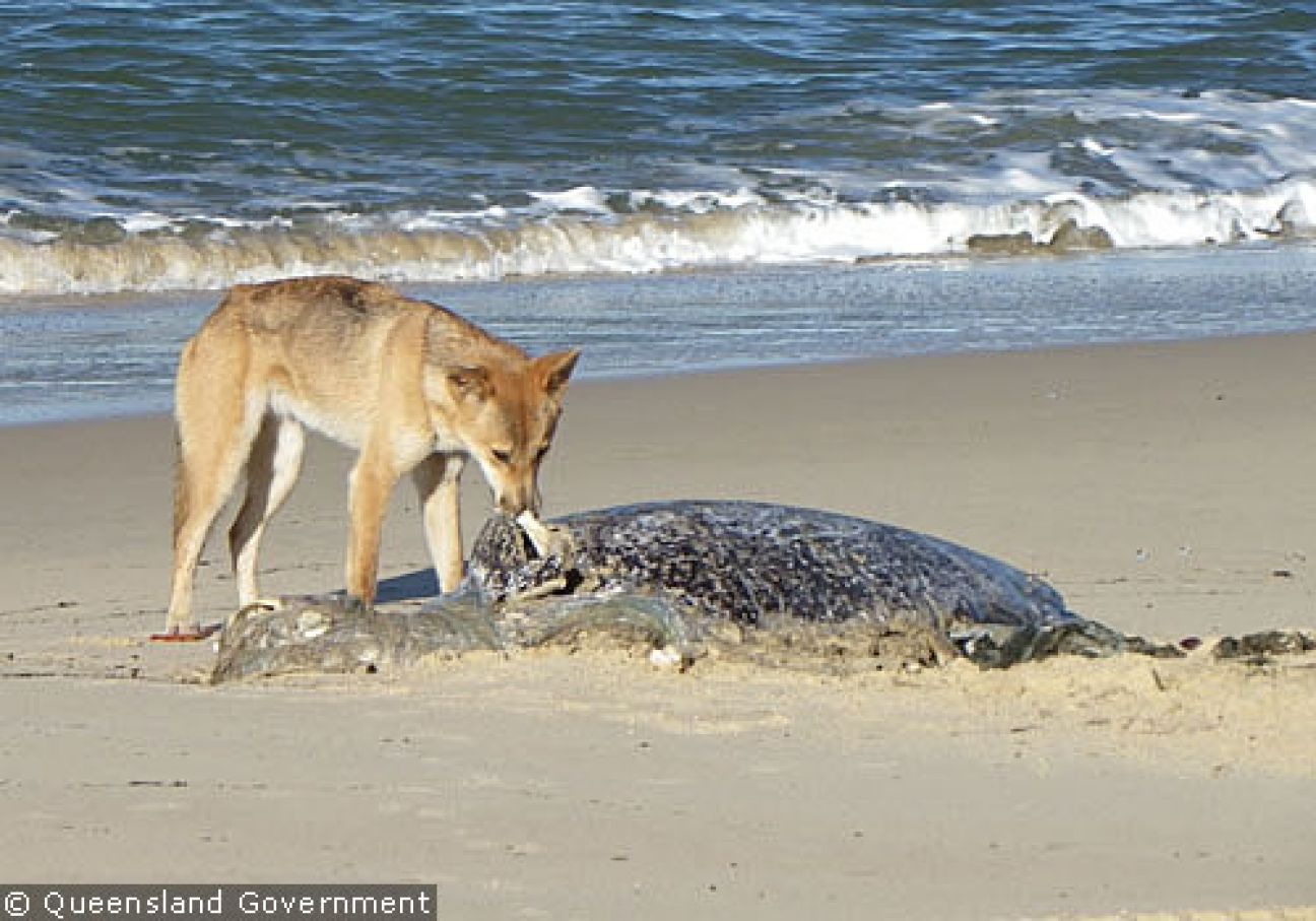 Fraser Island Dingoes June 2011
