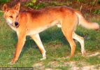 Fraser Island Dingoes