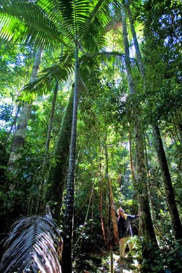 Photo of towering trees in the rainforest