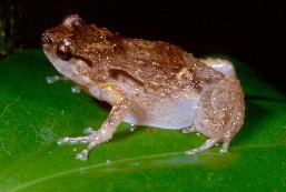 Ornate nursery-frog.
