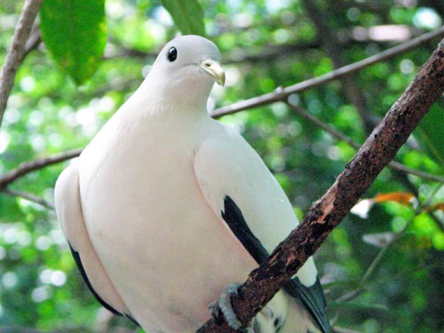 Pied-imperial pigeons are just one of the striking birds found in Green Island's rainforest.