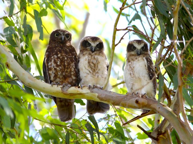 Share your Westcott camping area with birdlife, like these southern boobook owls.