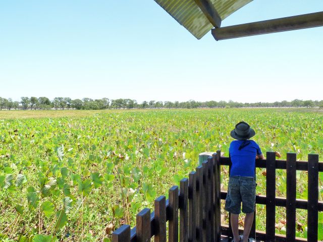 Red lotus lilies as far as the eye can see!