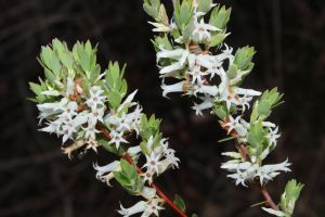 Brachyloma daphnoides at Plunkett.