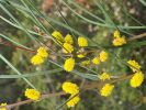 Acacia granitica