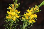 Phyllota phylicoides.