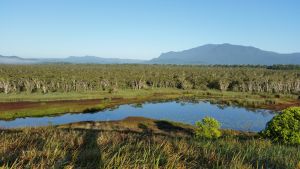 Eubenangee Swamp, with Bartle Frere in the distance.