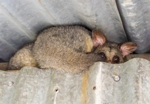 Common brushtail possums like to visit at night and tuck away during the day. 