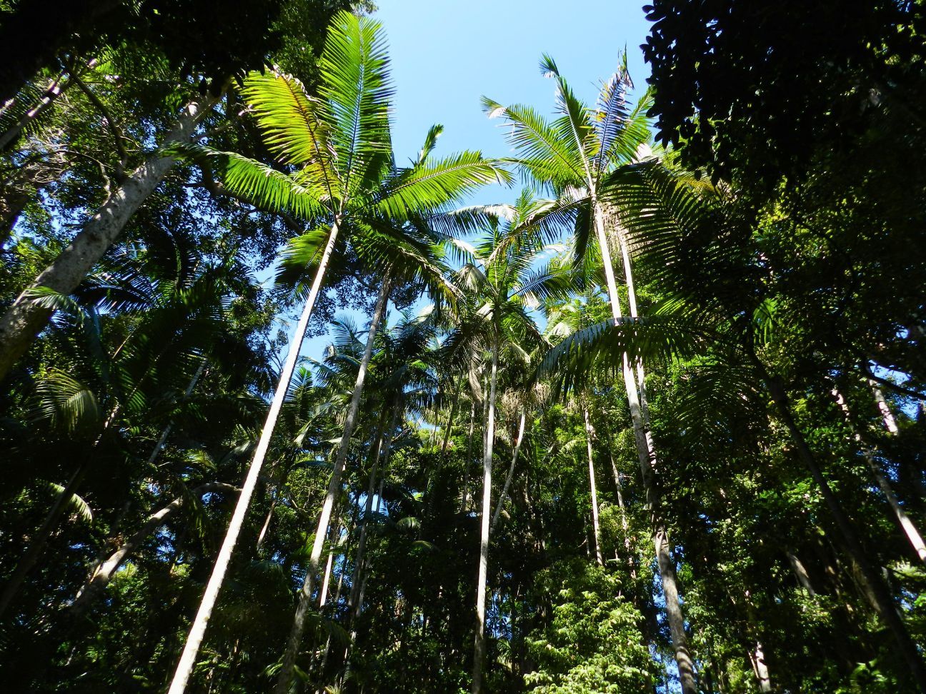 Photo looking up to tall piccabeen palm trees
