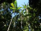 Photo looking up to tall piccabeen palm trees