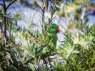 Photo of a bright green lorikeet behind foliage