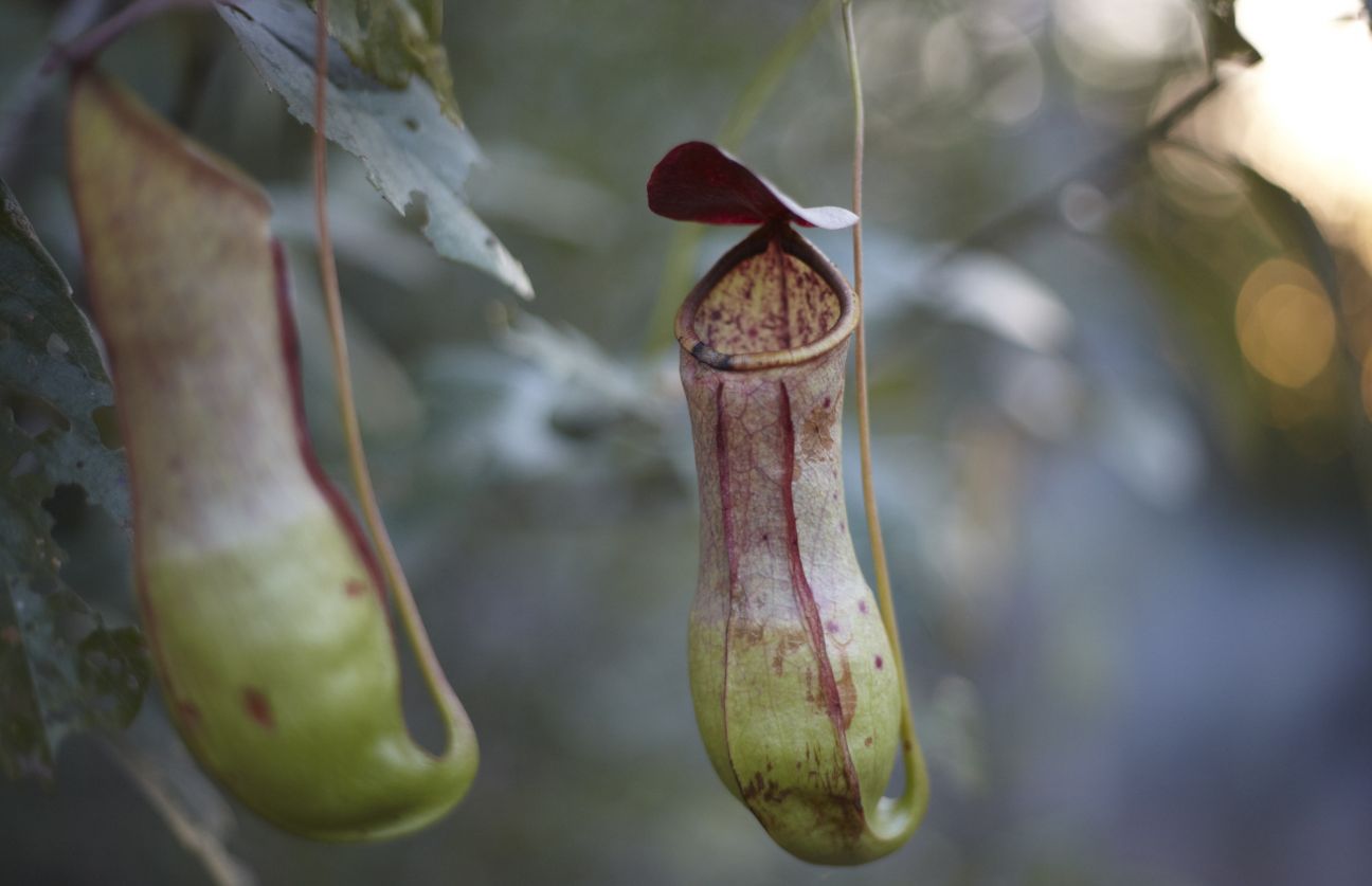 Photo of two tropical pitcher plants with burgundy trap lids. The bottom half of their pitcher shape fades to green