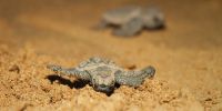 Two loggerhead turtle hatchlings heading down the beach facing the camera.
