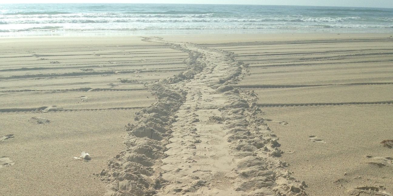 Turtle tracks on a beach leading down to the ocean with several tyre tracks crossing over the turtle tracks.
