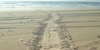 Turtle tracks on a beach leading down to the ocean with several tyre tracks crossing over the turtle tracks.