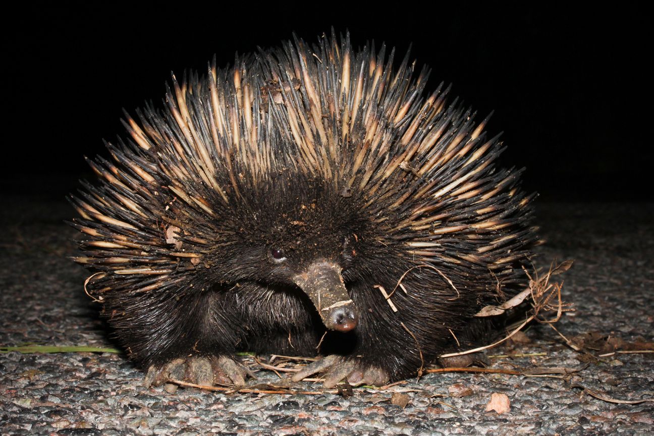 Photo of echidna on a road surface. 