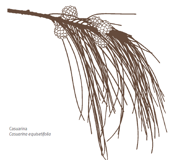 Drawing of end of tree branch with needle like leaves and course nuts. 
