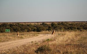 Photo of two red kangaroos on a dirt road within the park.