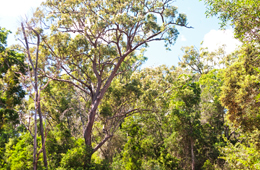 Rainforest plants under eucalypt trees.