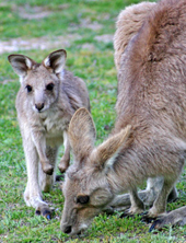 Photo of an adult grey kangaroo and a joey.