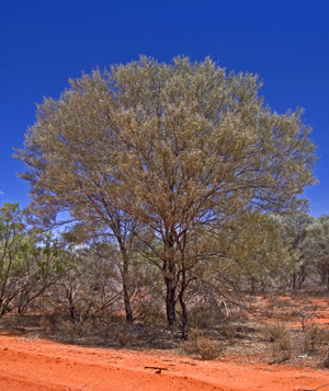 Mulga is the dominant tree of semi-arid south-west Queensland.