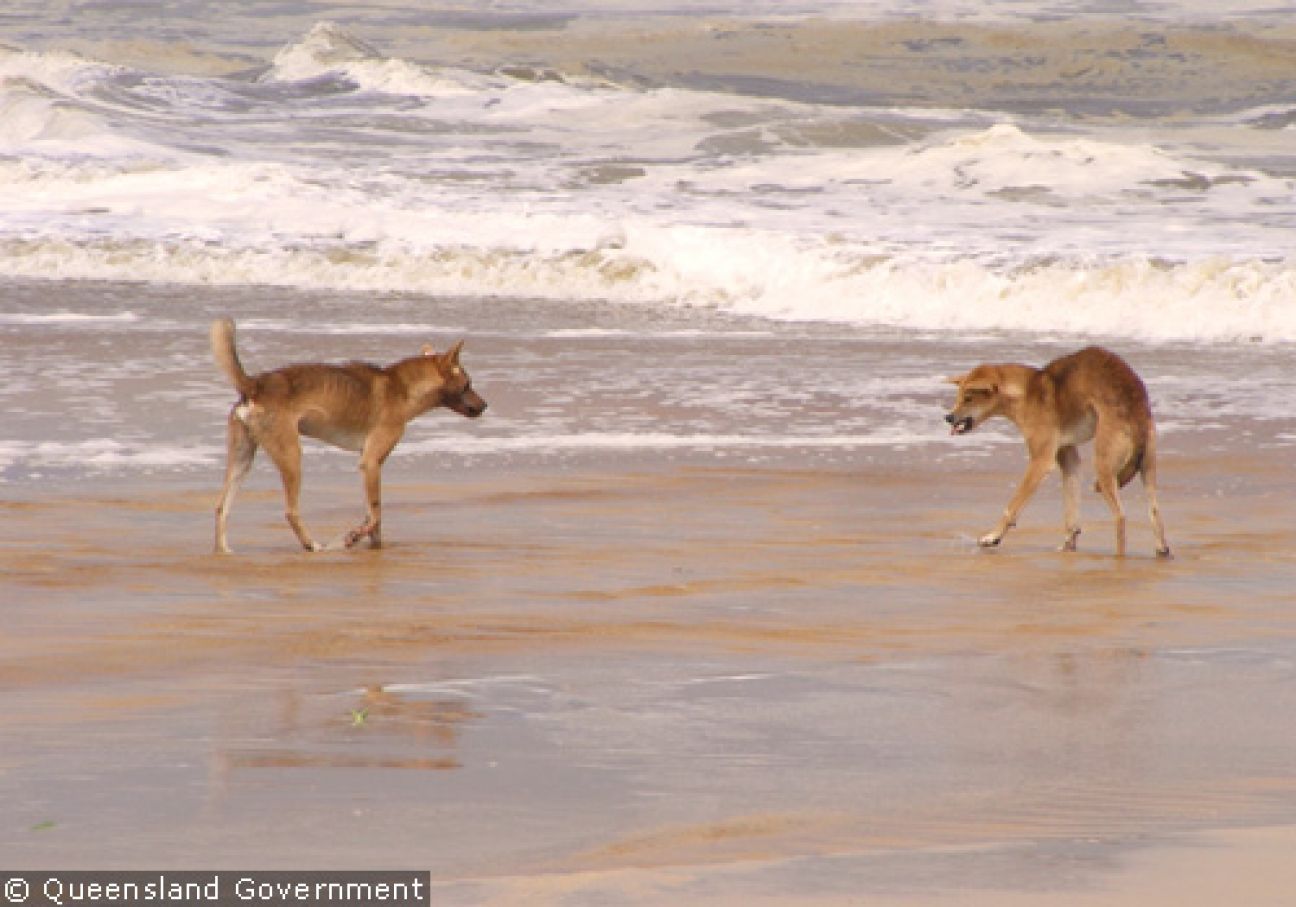 Fraser Island Dingoes