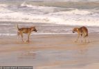 Fraser Island Dingoes