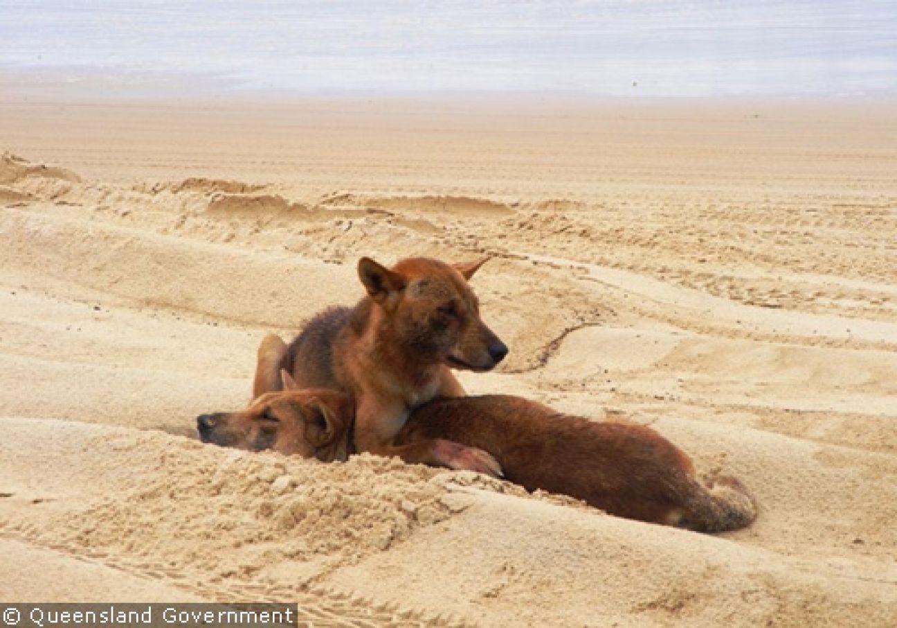 Fraser Island Dingoes
