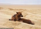 Fraser Island Dingoes