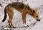 Fraser Island Dingoes