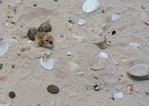Little tern chick and eggs in the shingle beds at the tip of South Stradbroke Island. 